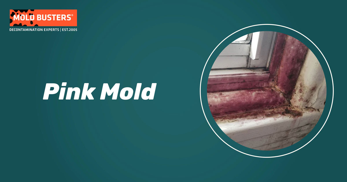 pink mold