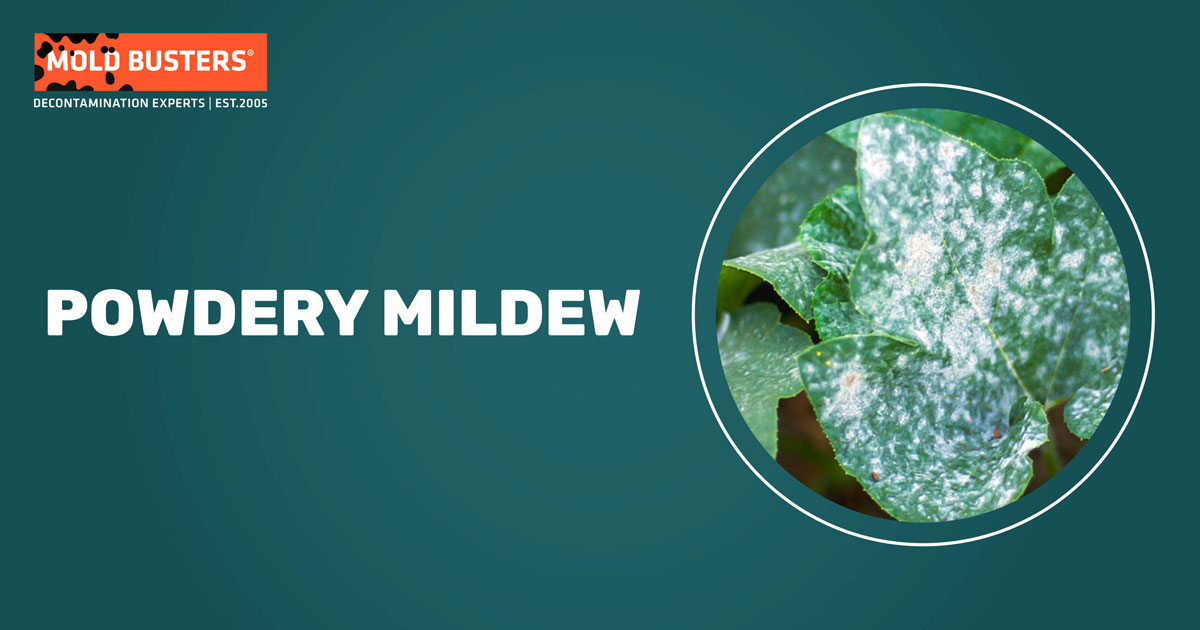 powdery mildew