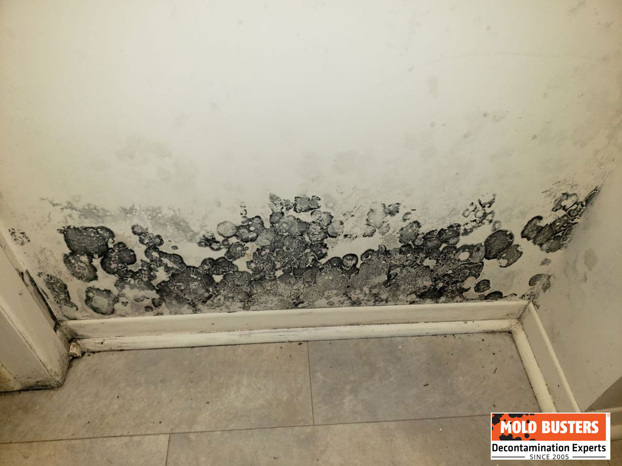 what does mold look like