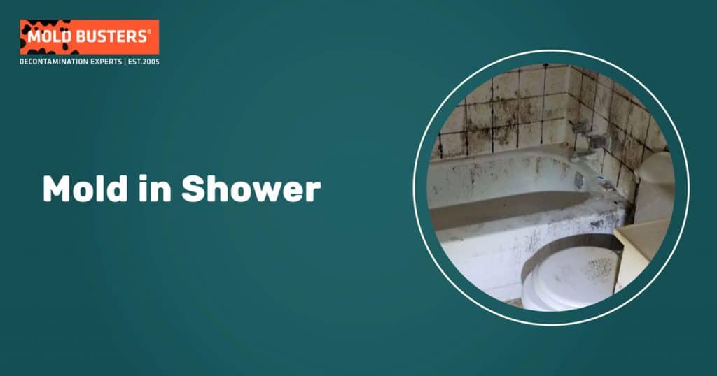 Mold in the Shower: Is Your Home at Risk? - Mold Busters