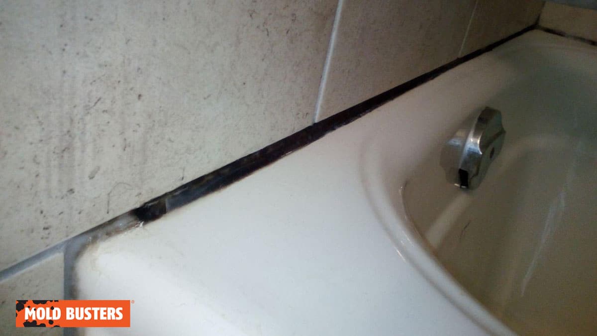 mold in shower caulking