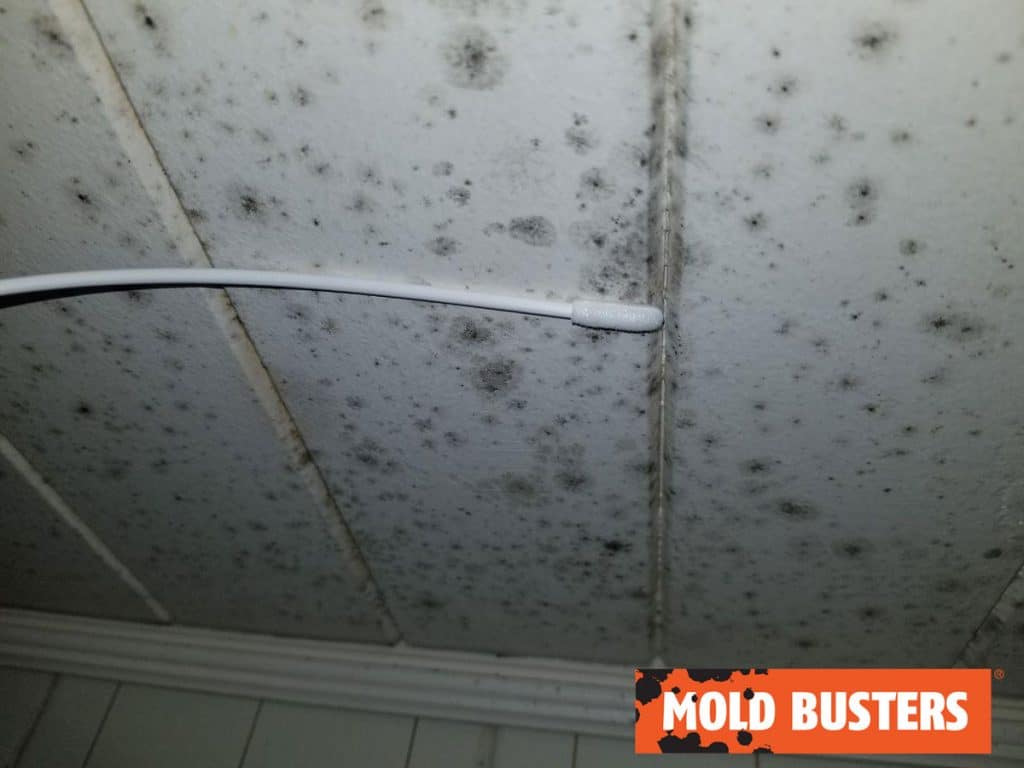 Mold in the Shower Is Your Home at Risk? Mold Busters