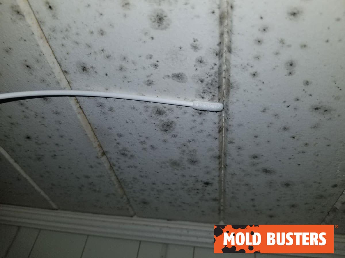 mold in shower testing