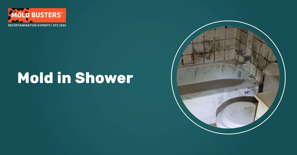 mold in shower