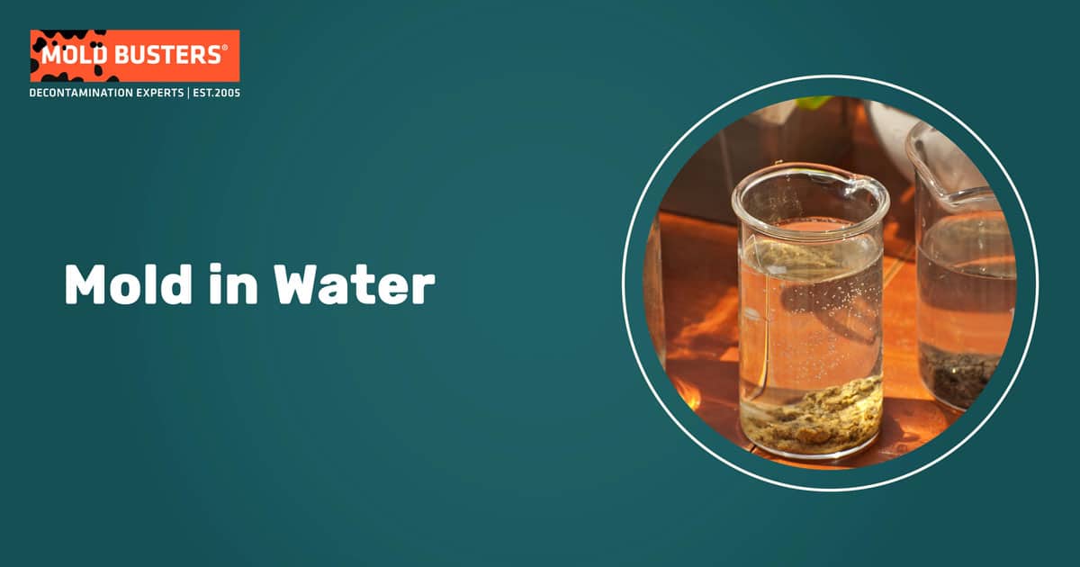 Mold in Water – Can Mold Grow in Water Sources?