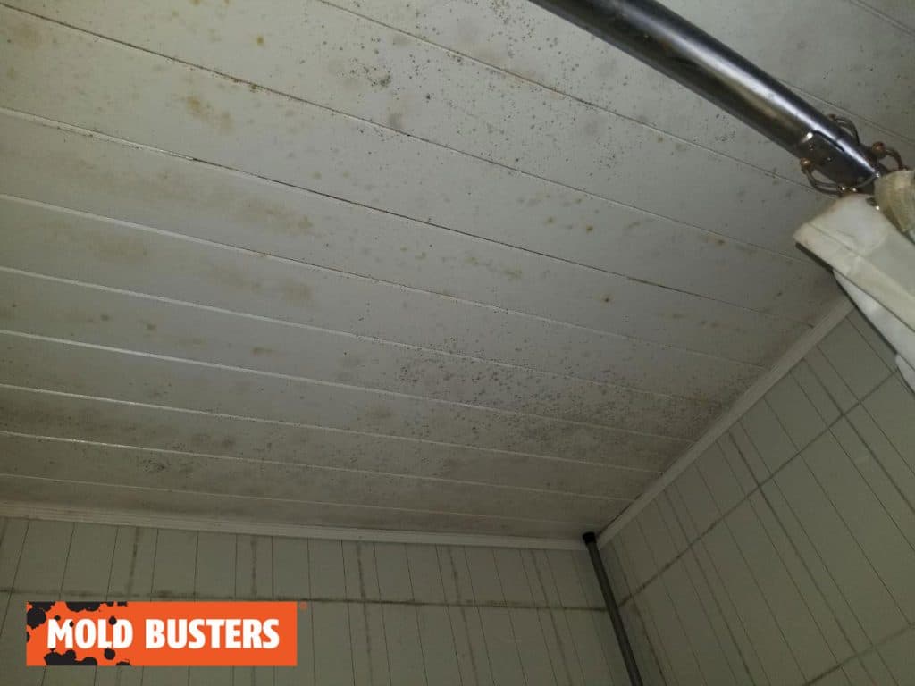 Mold in the Shower Is Your Home at Risk? Mold Busters