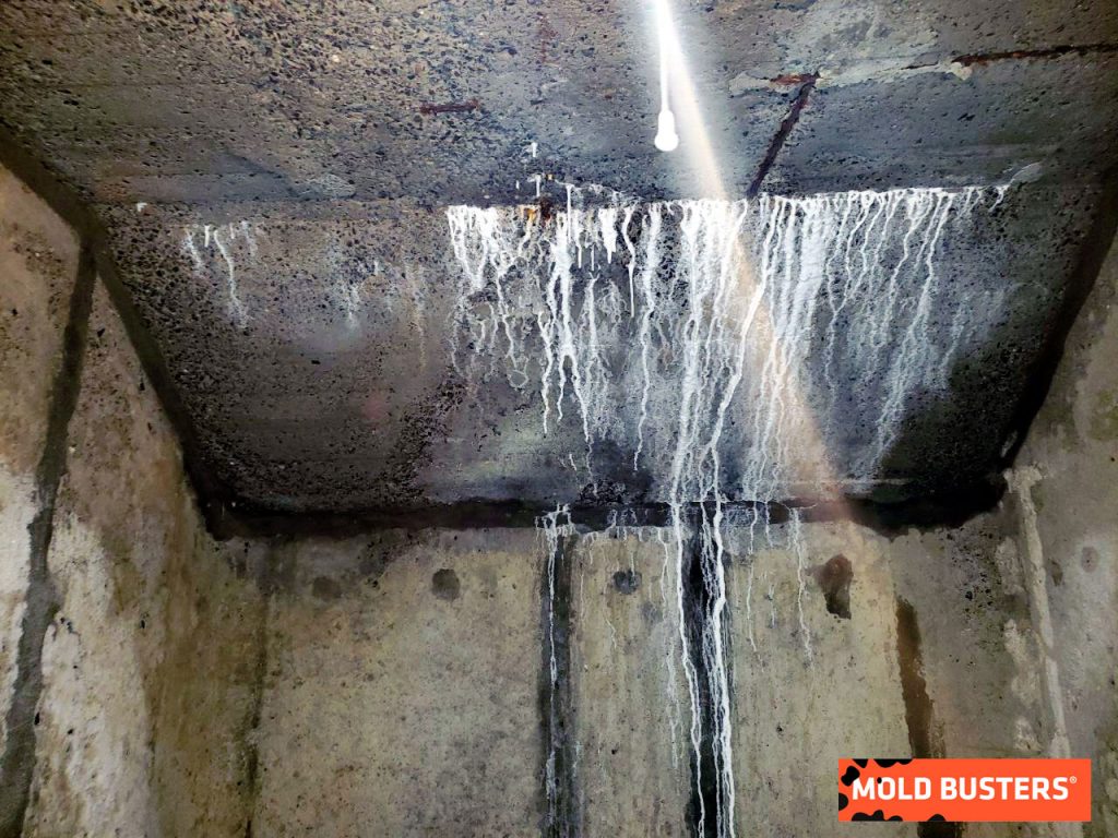 Mold vs Efflorescence How to Identify the Difference?