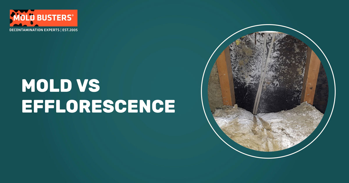 mold vs efflorescence