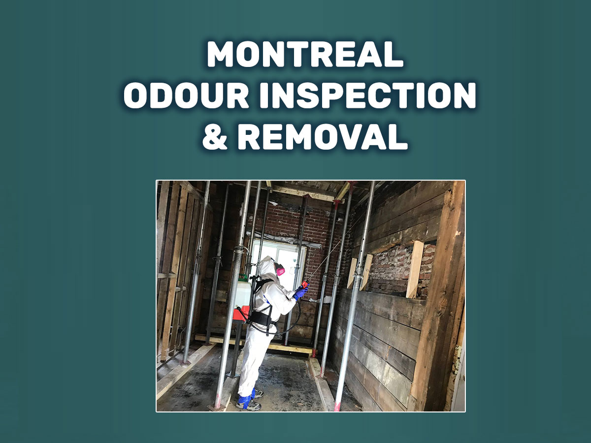 montreal odour inspection and removal