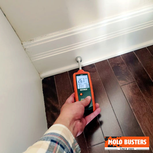 how do mold inspections work