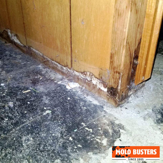 how to know if you have mold