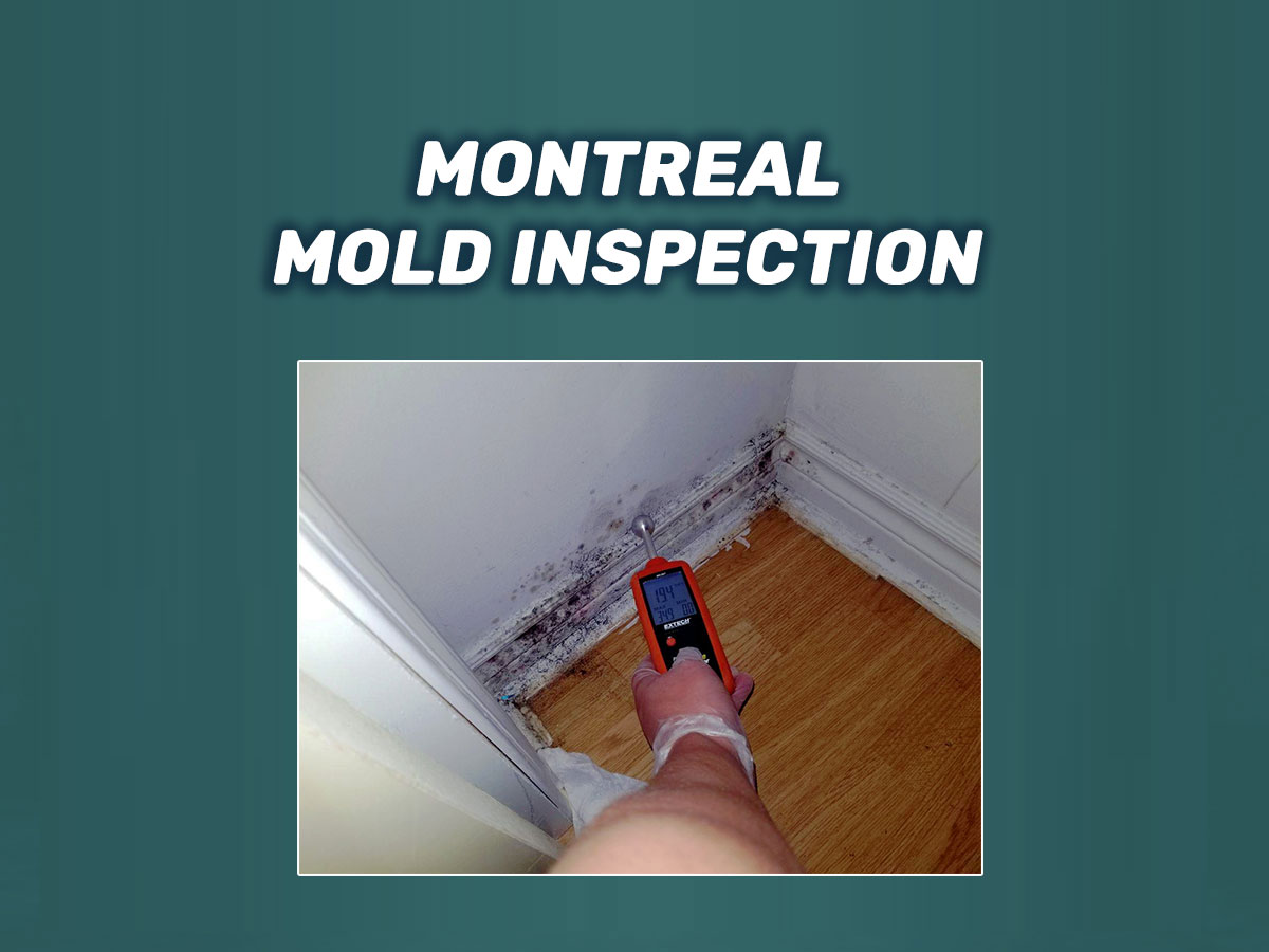 montreal mold inspection