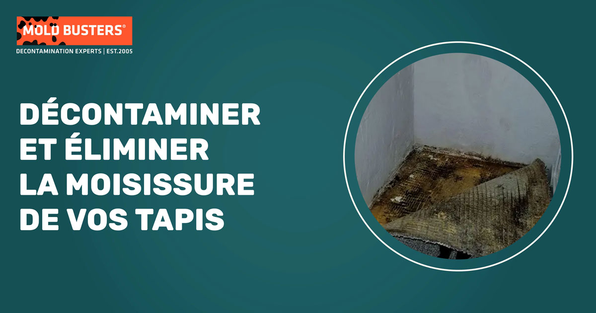 Service d'élimination de moisissure de tapis montrant diverses étapes de contamination