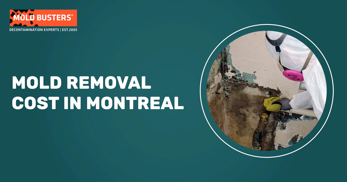 mold removal cost in montreal