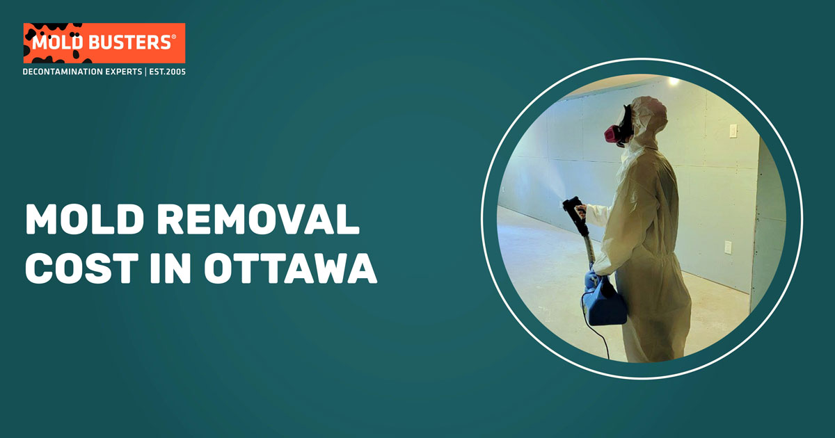 mold removal cost in ottawa