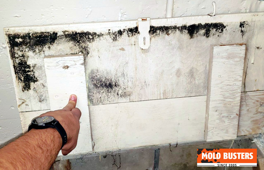 Does Bleach Kill Black Mold