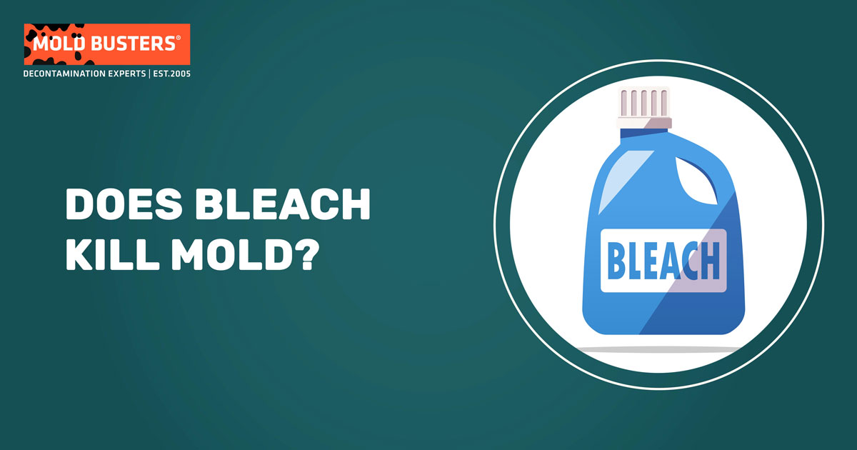 does bleach kill black mold