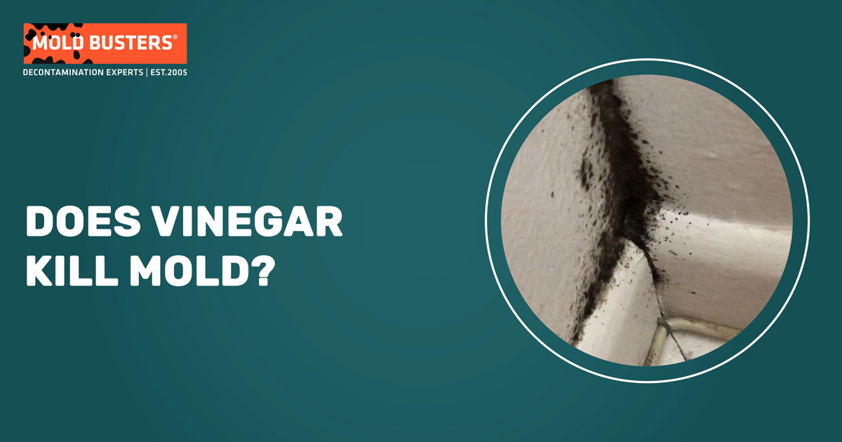 does vinegar kill black mold