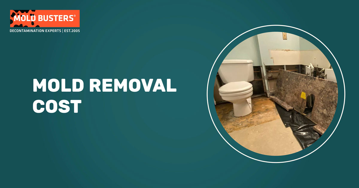 mold removal cost