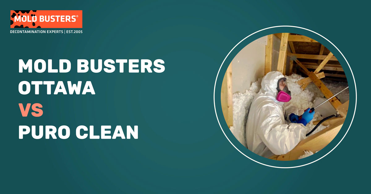 puro clean vs mold busters ottawa