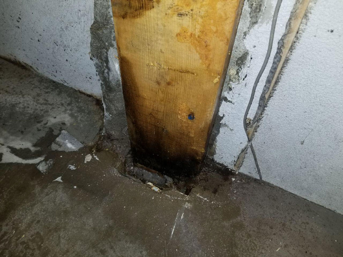 Mold thrives in damp, humid conditions