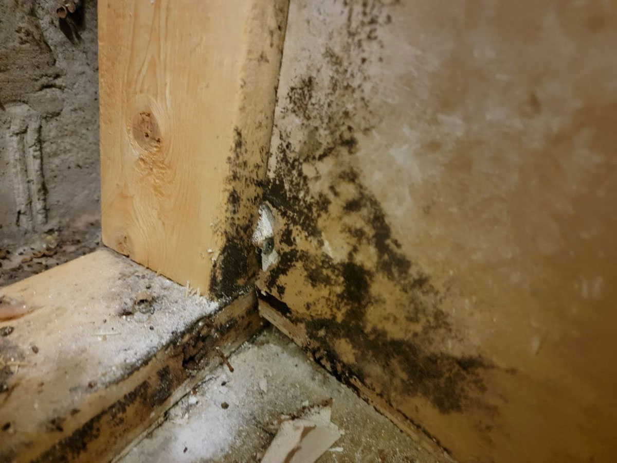 Remediation of Mold on Wood