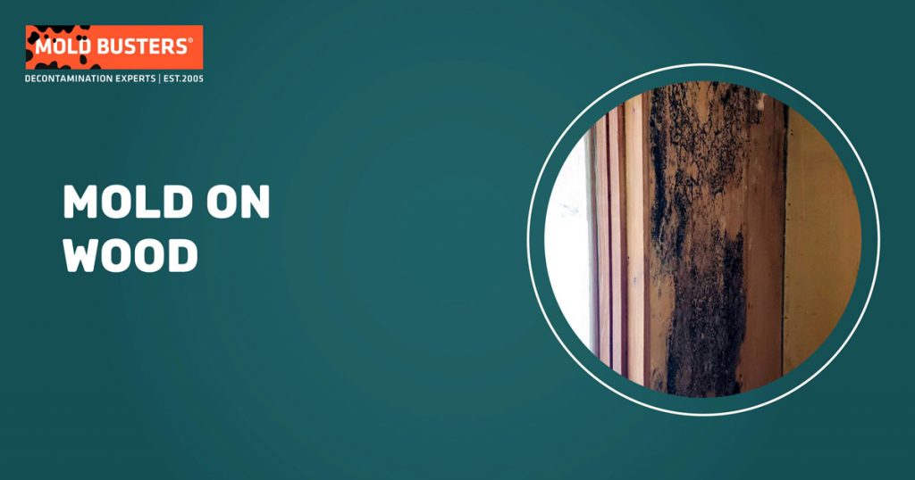 Mold on Wood The Comprehensive Guide for Removal & Prevention