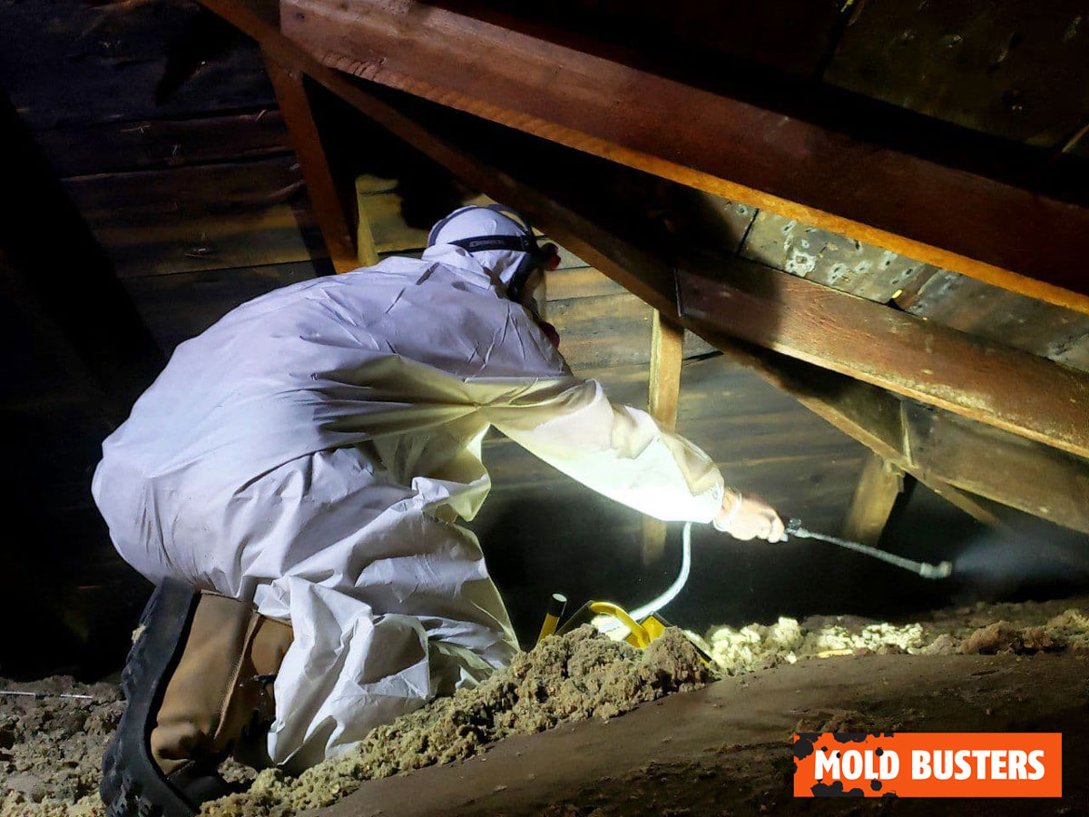 call a professional for mold remediation