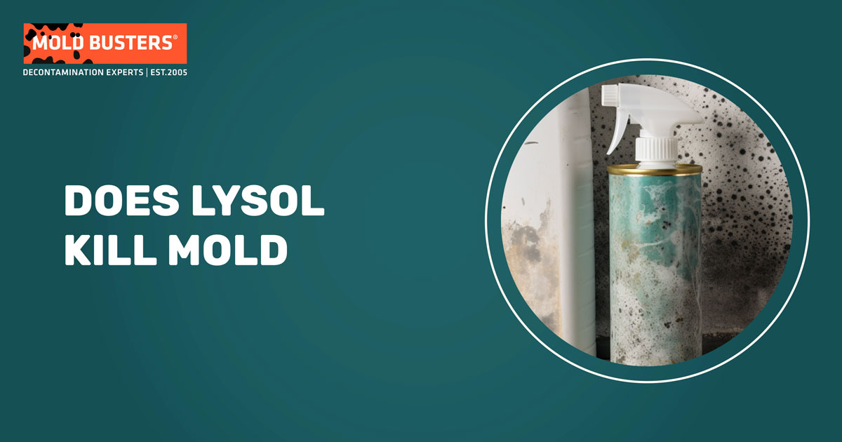 lysol kill mold