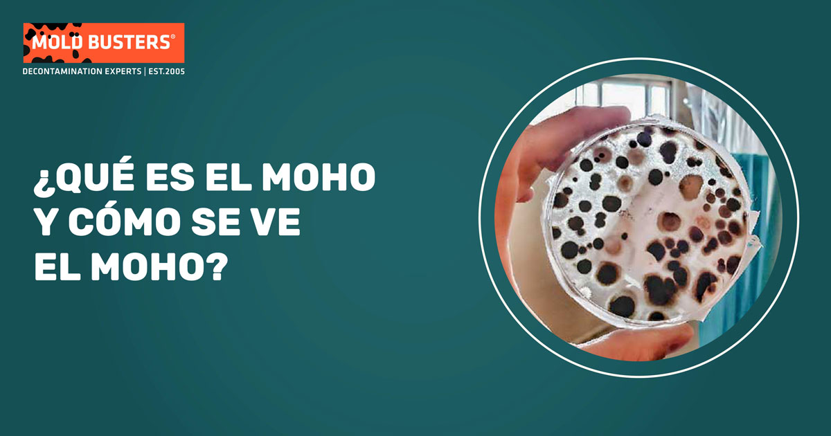 ¿Qué es el Moho