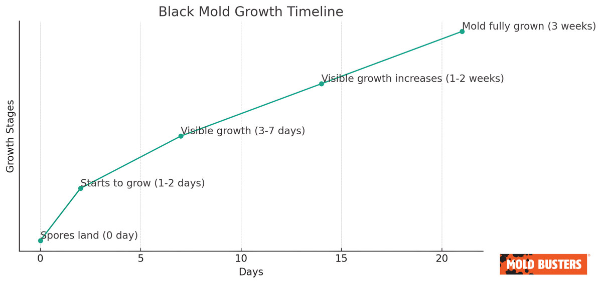 cronología del crecimiento del moho negro