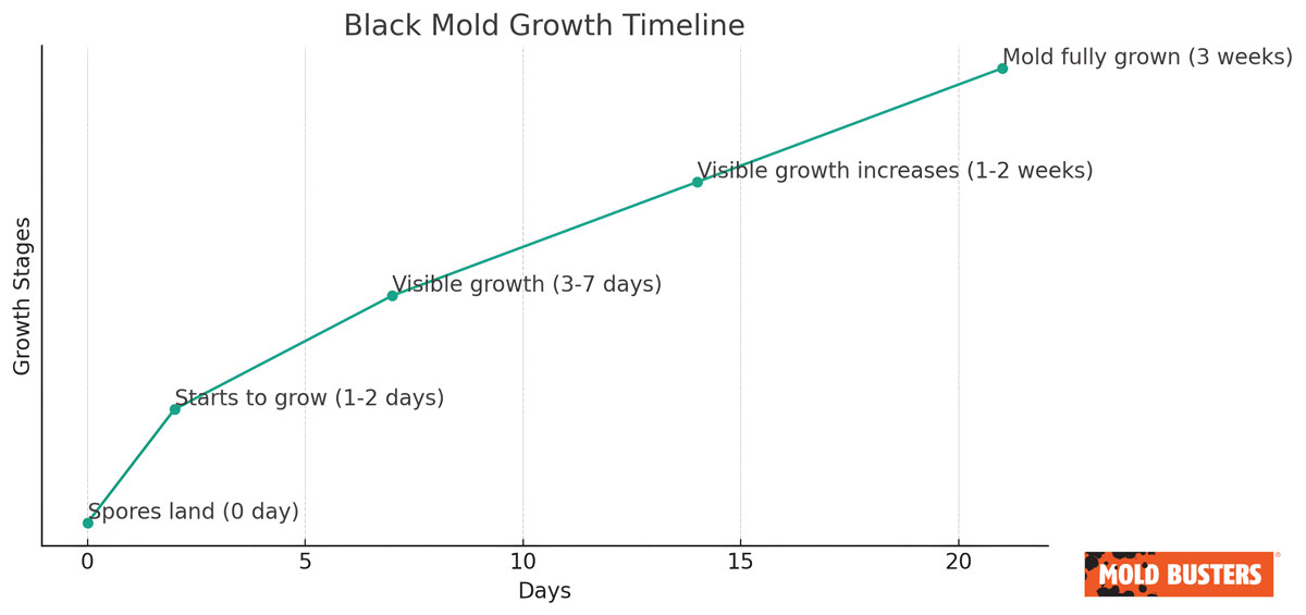 black mold growth timeline