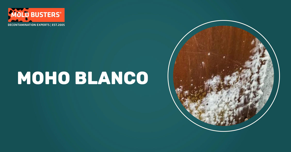 moho blanco