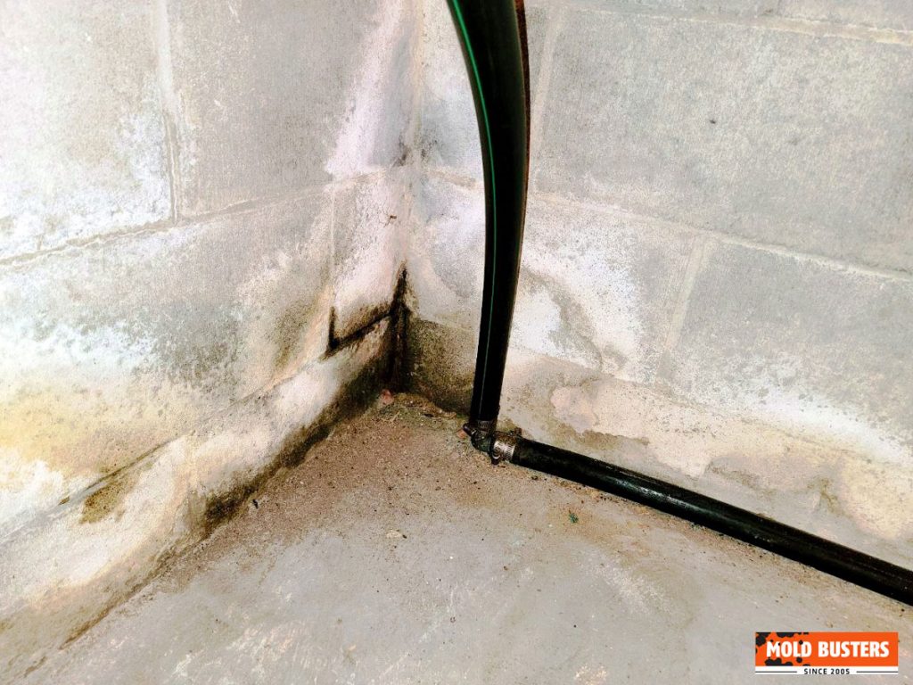 Mold in Garage How to Prevent and How to Get Rid MoldBusters