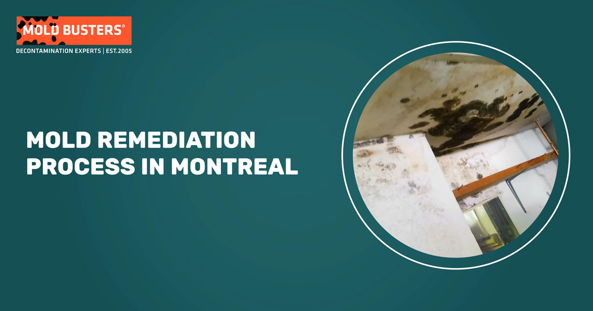 Mold Remediation Process in Montreal