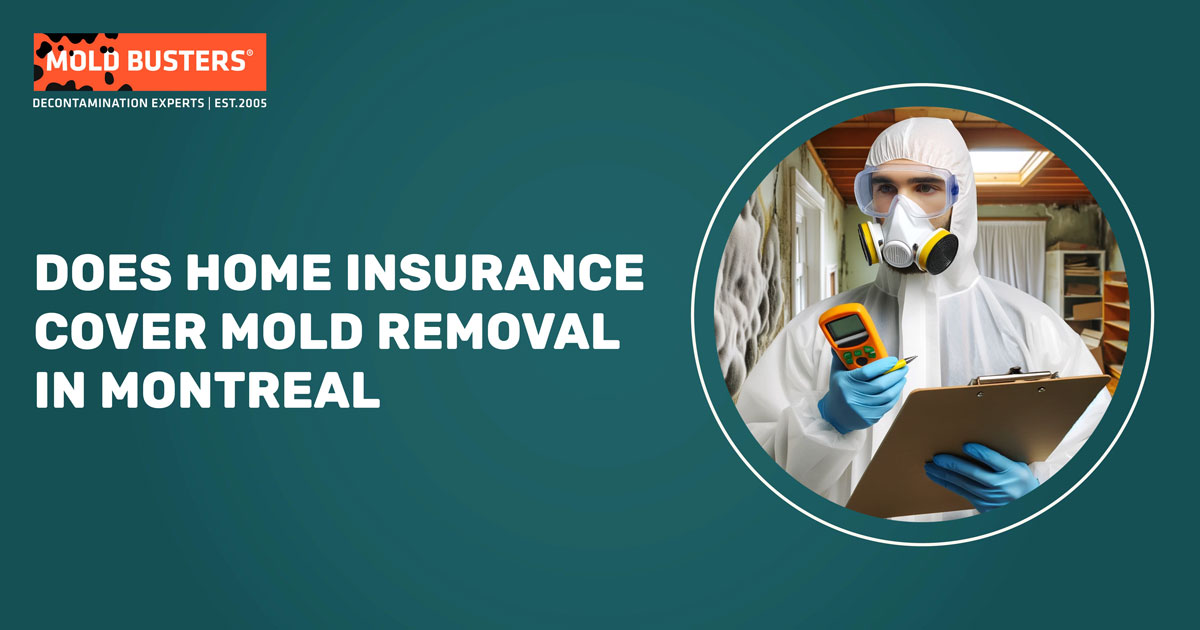 Does Home Insurance Cover Mold Removal in Montreal