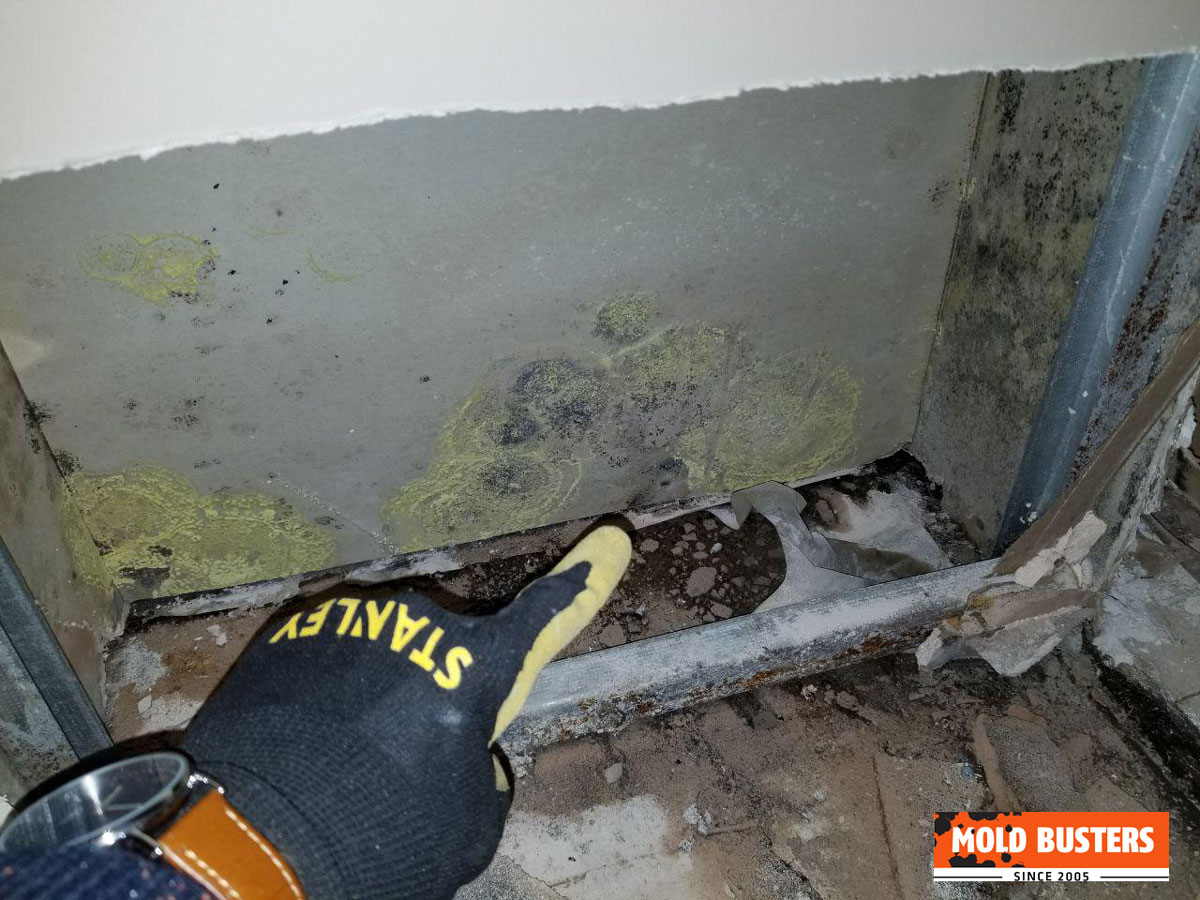 dangers of wall mold