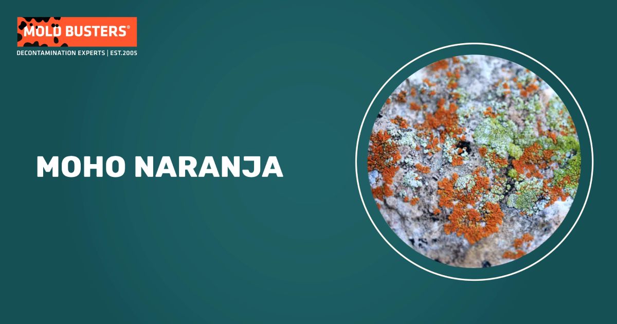 Moho Naranja