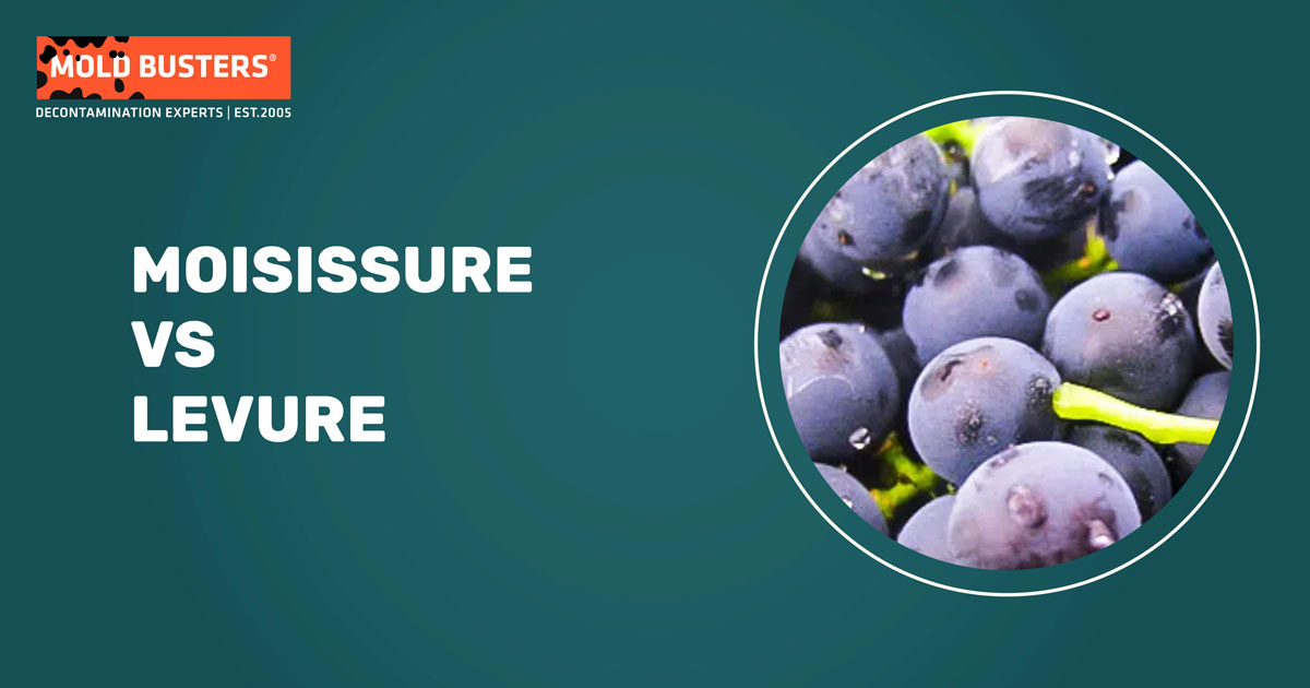Moisissure vs Levure