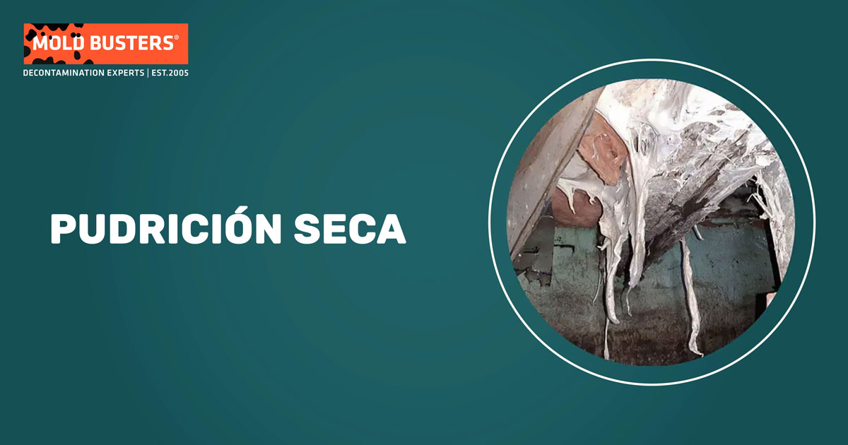 Daño fúngico por pudrición seca mostrando deterioro característico de la madera e impacto estructural