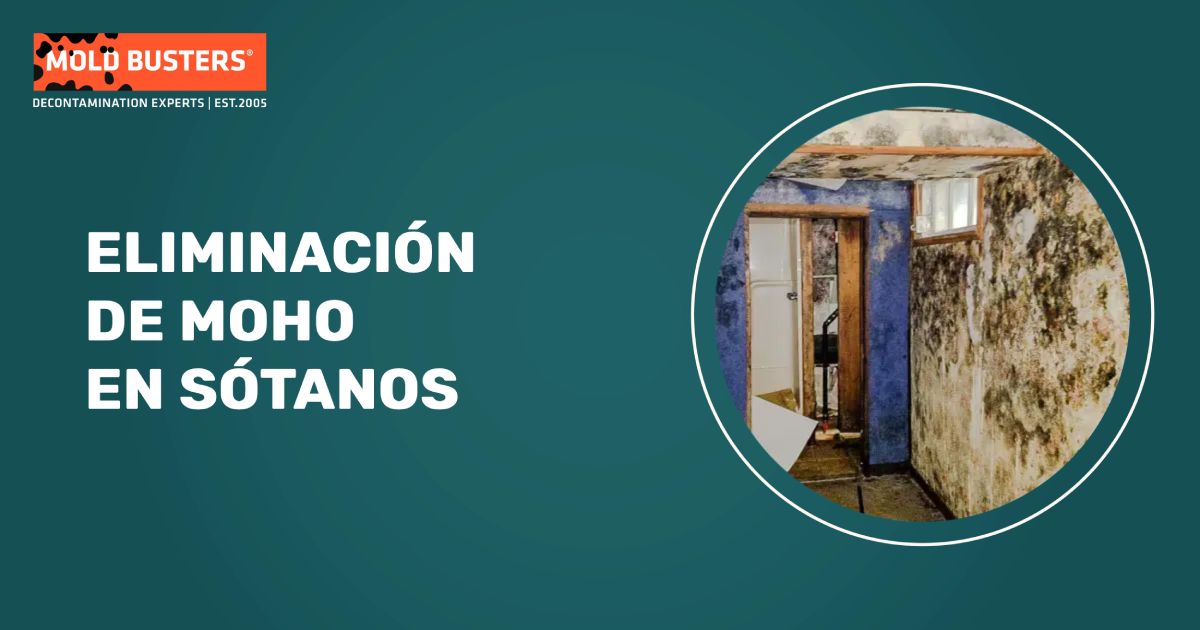 eliminación profesional de moho en sótano en progreso