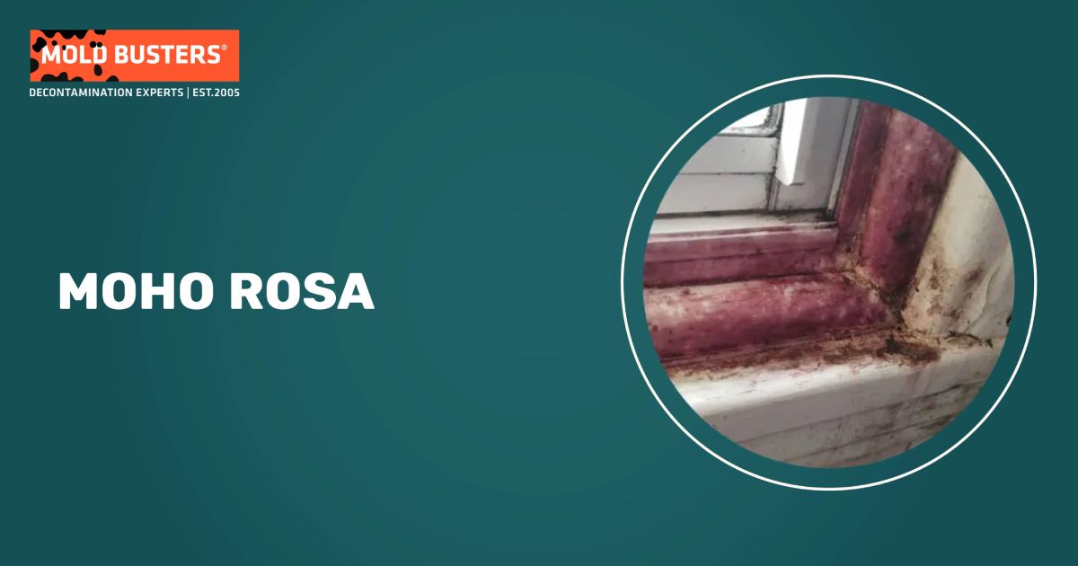 guía de identificación de moho rosa mostrando patrones de crecimiento bacteriano