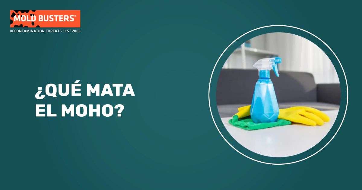 Métodos profesionales de tratamiento de moho y comparación de efectividad