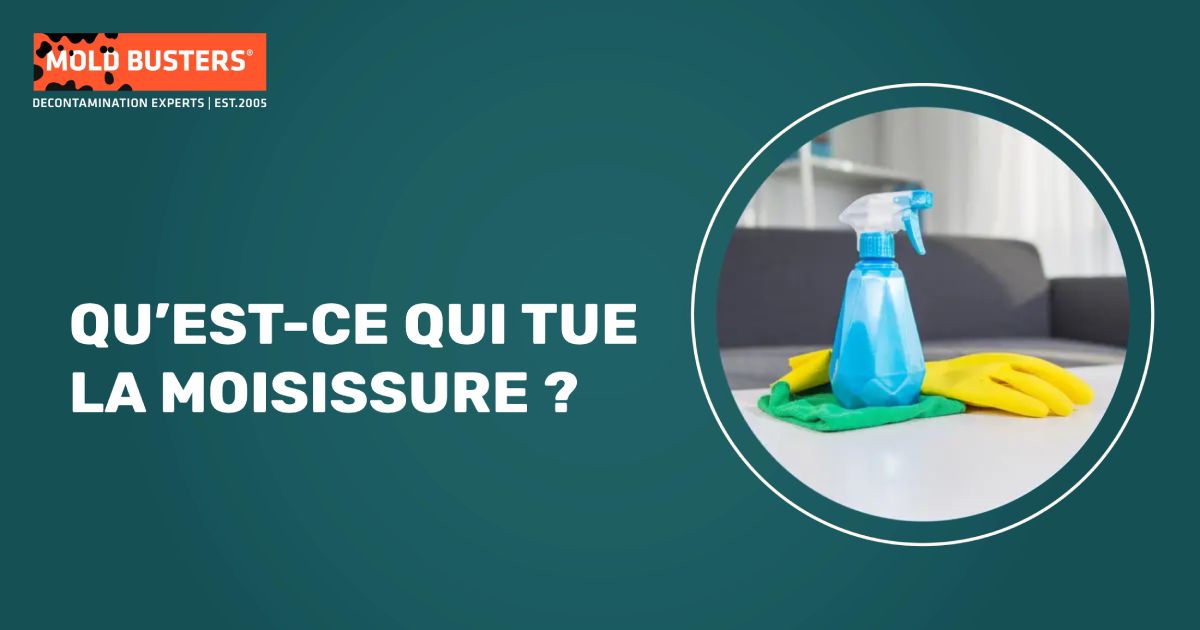 Méthodes de traitement professionnel de moisissure et comparaison d'efficacité