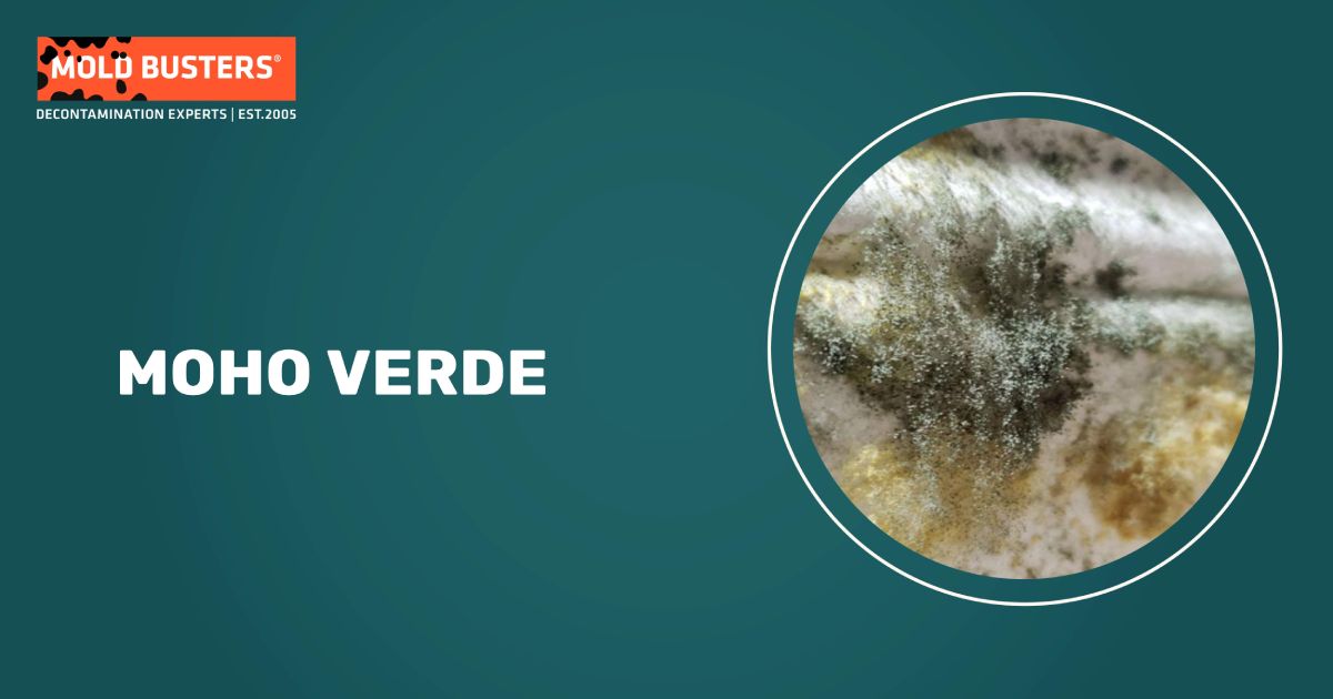 moho verde creciendo en la pared mostrando riesgos peligrosos para la salud