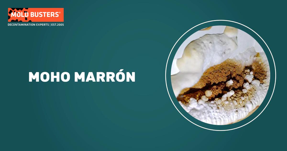 identificación de moho marrón