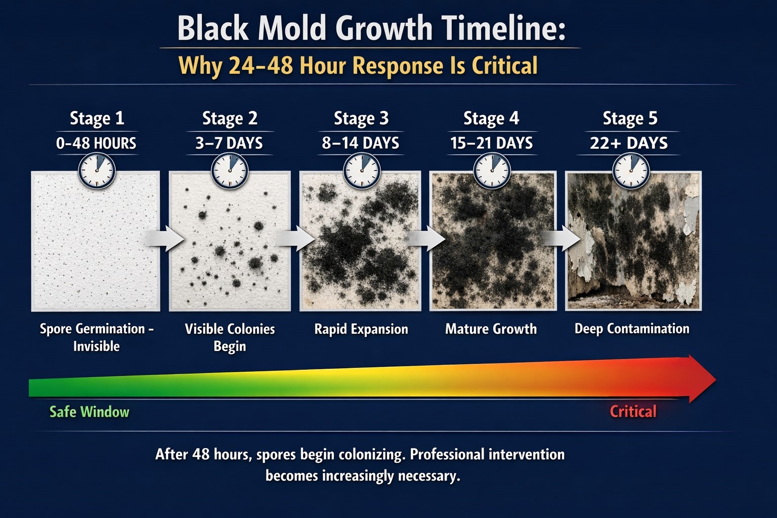 black mold growth stages timeline 24 hours to 4 weeks