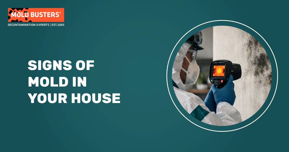 Signs of Mold in House