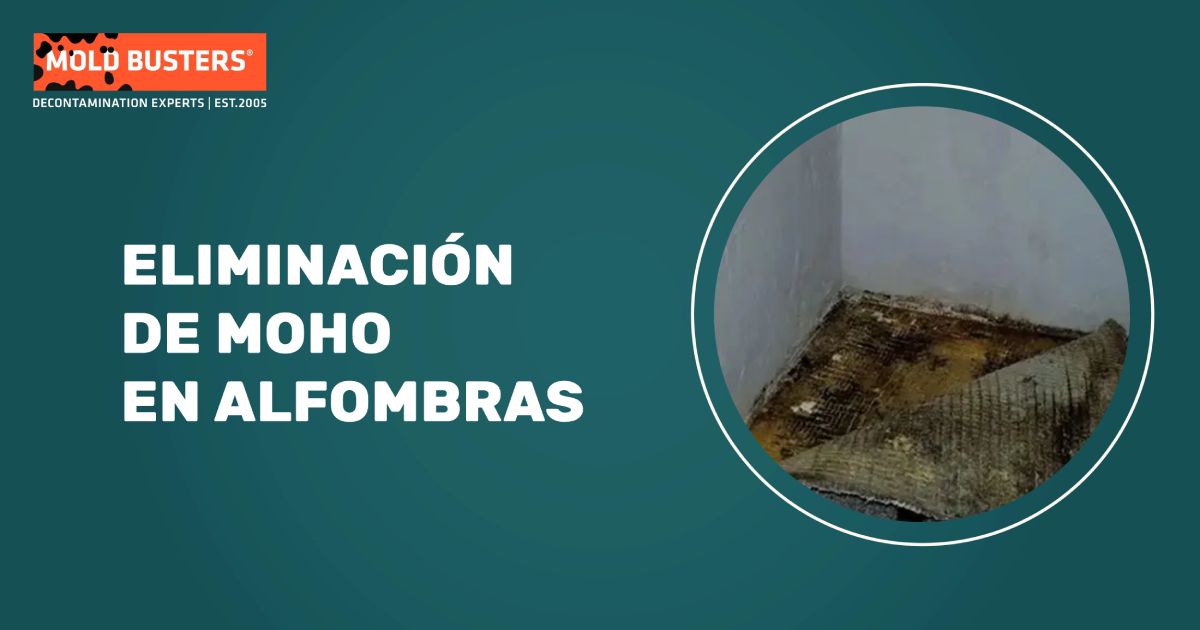 Servicio de eliminación de moho en alfombras mostrando varias etapas de contaminación