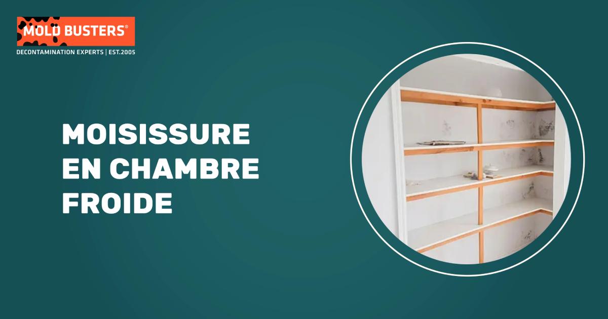 Évaluation professionnelle d'une chambre froide révélant des colonies de moisissure noire sur le plafond et les murs